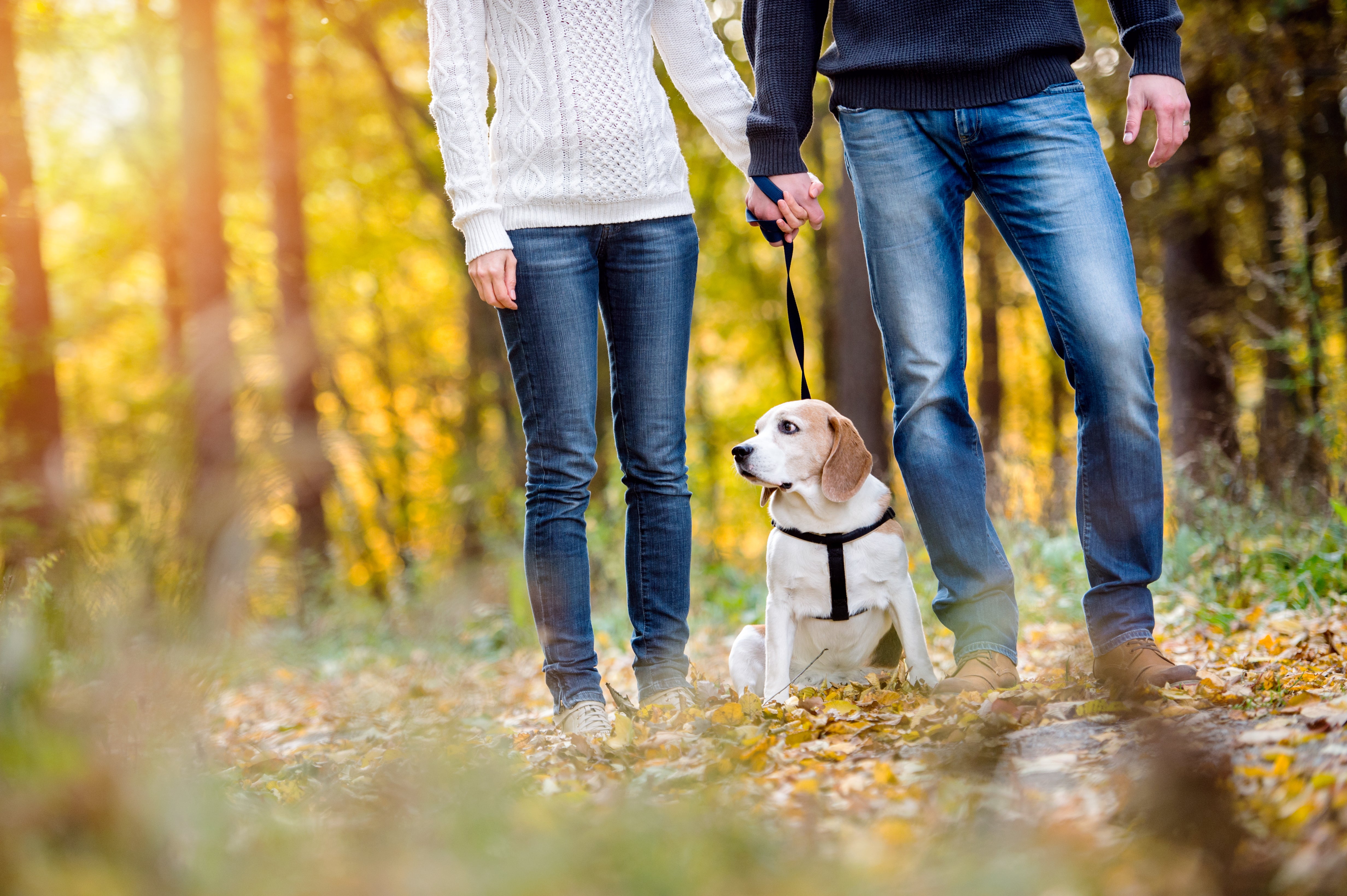 Finding the Right Stride: How Long Should You Walk Your Dog?
