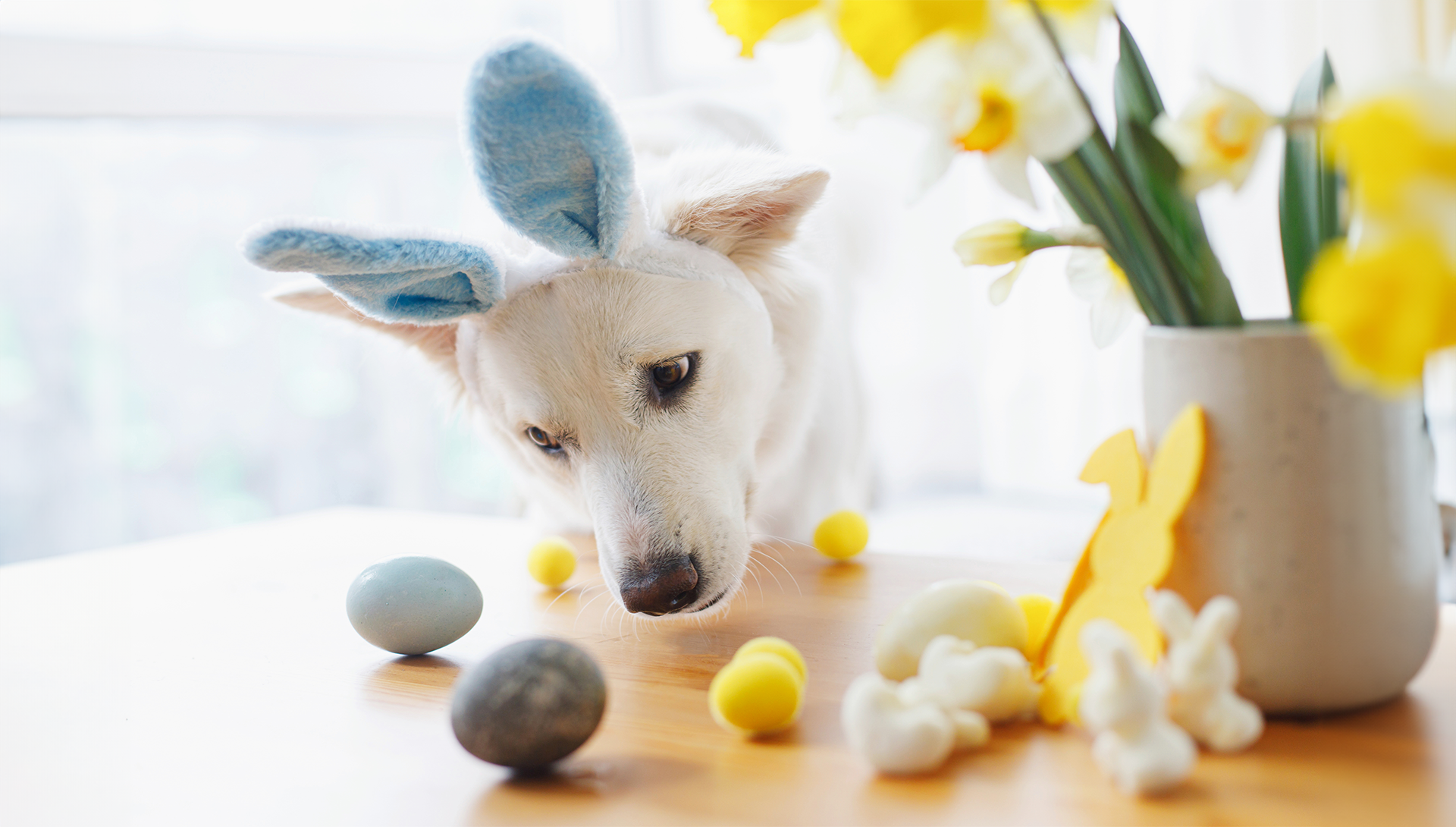 Easter Treats Safe for Your Pup: DIY Recipes Without Chocolate