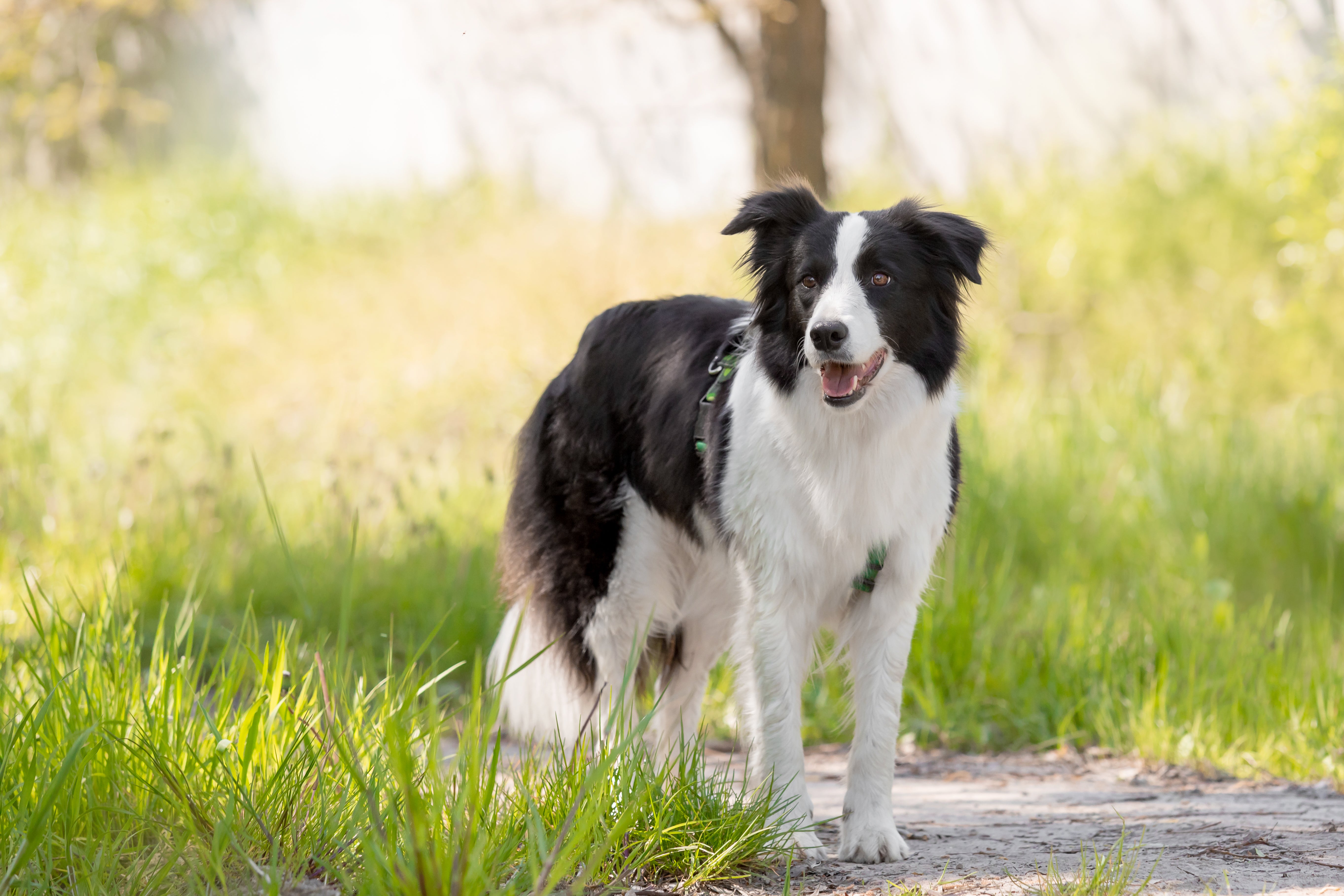 Border Collies Unleashed: Top 5 Fascinating Facts