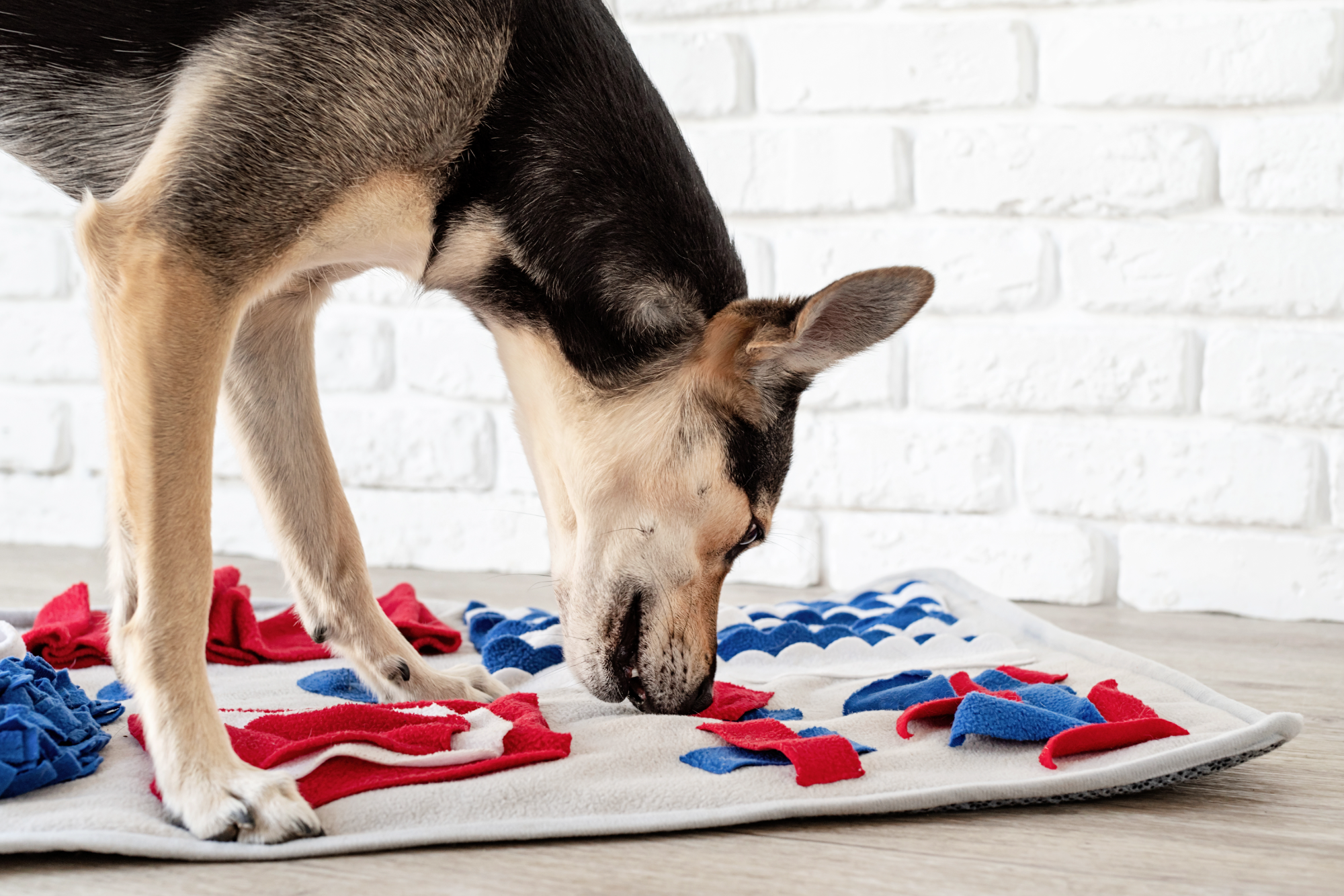 Pawsitively Engaged: 5 Creative Ways to Mentally Stimulate Your Dog