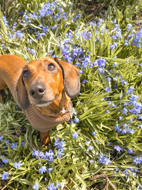 Celebrating Dachshund Day: Top 5 Facts About Our Favourite Sausage Dog