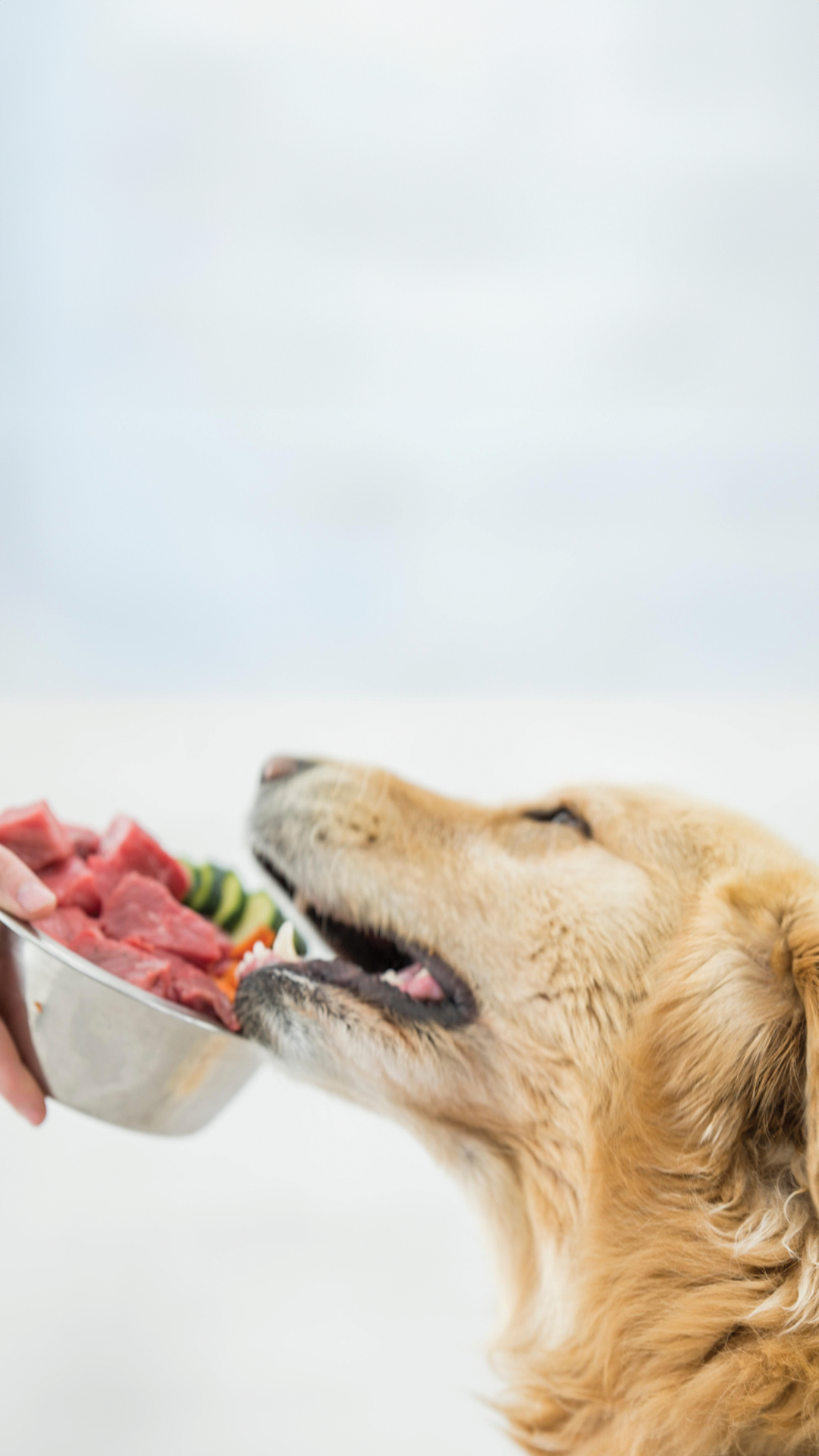 What is a Raw Diet for Dogs?