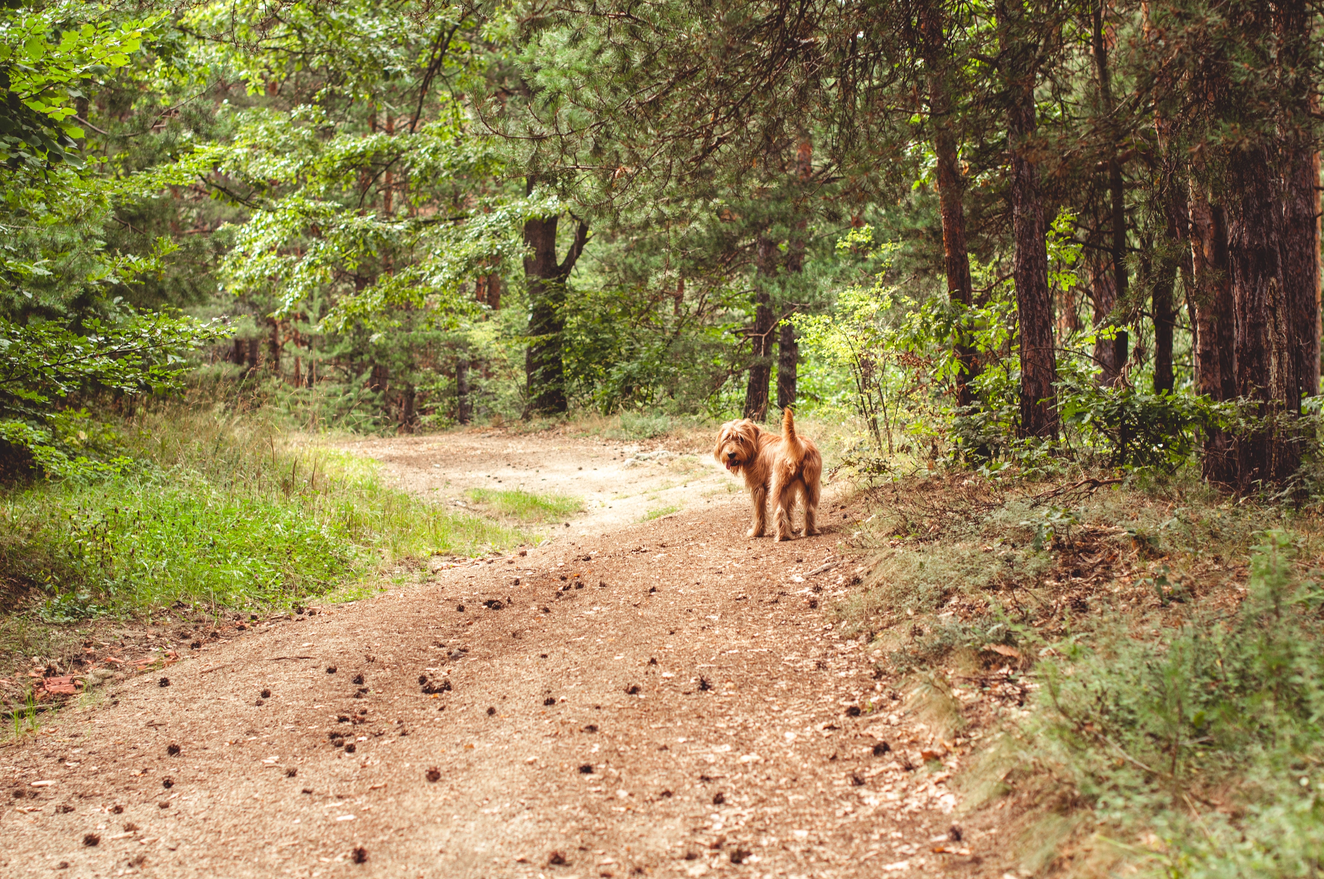 Exploring Pawsome Paths: The Best Dog Walks in the UK
