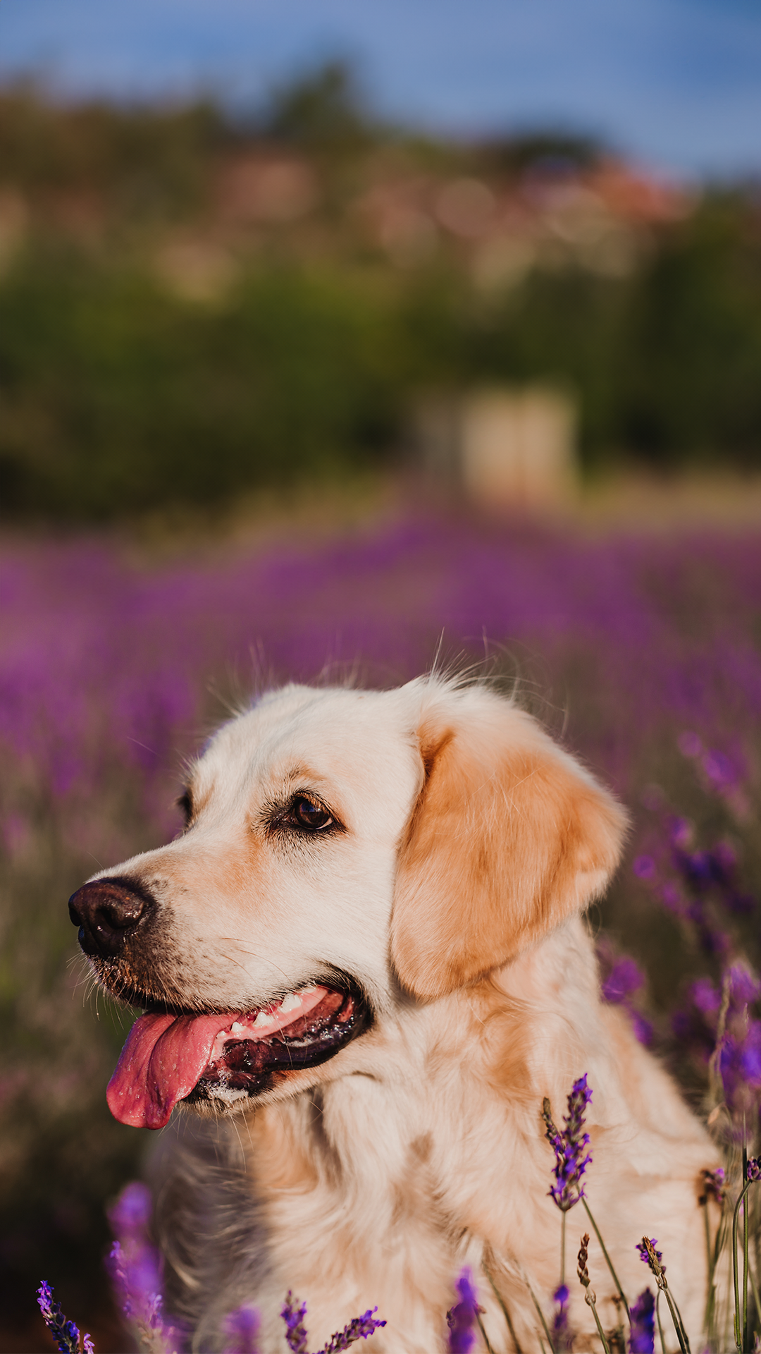 Beware: 5 Plants That are Toxic to Dogs in the UK