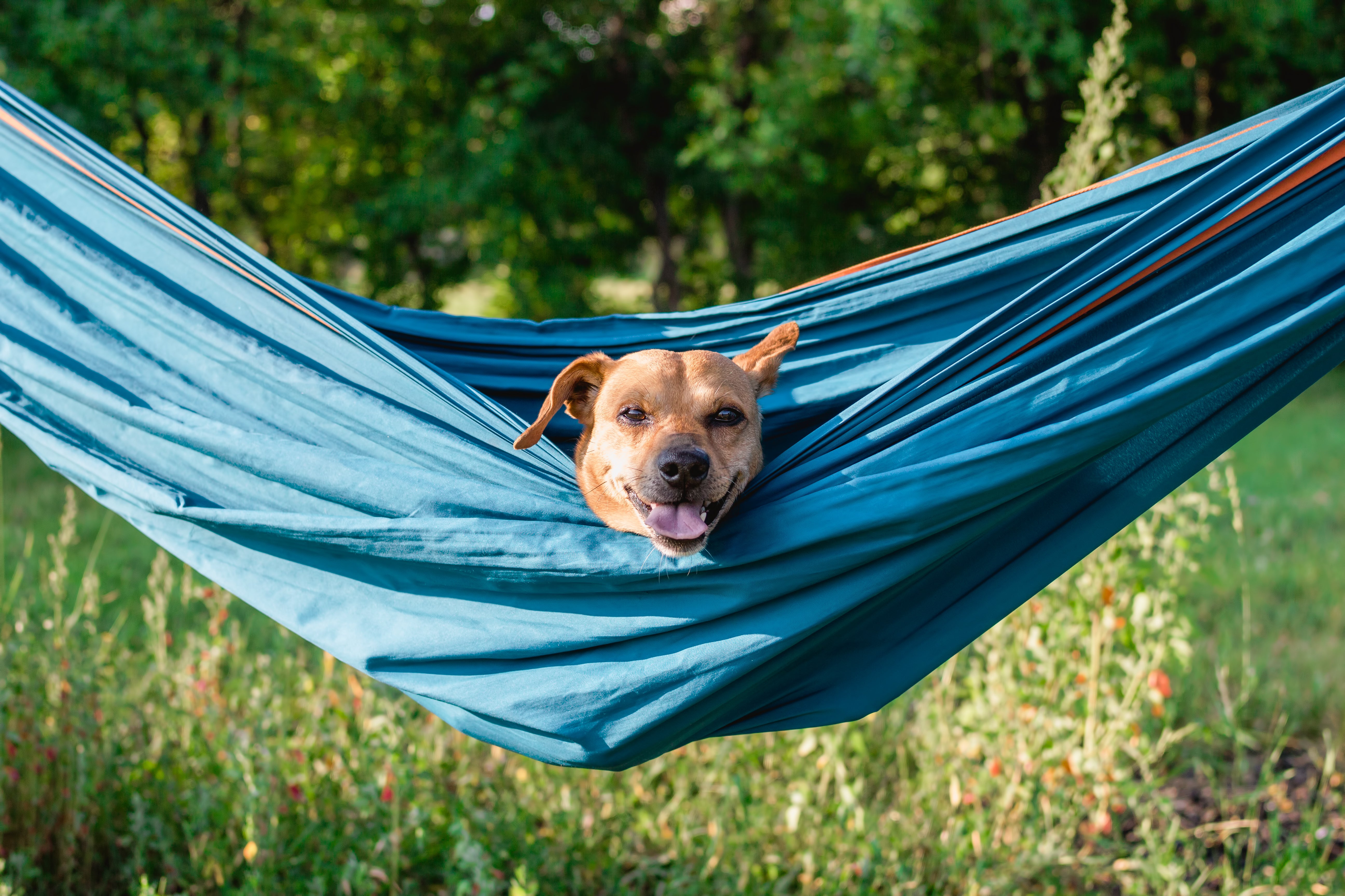 Top Dog-Friendly Destinations: Your Guide to Summer Adventures in the UK!