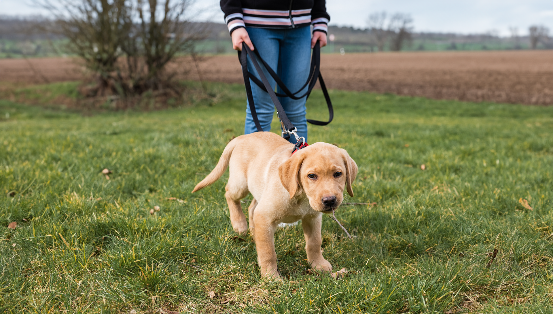 Harnessing Adventure: A Guide to Introducing Your Puppy to Harness and Lead