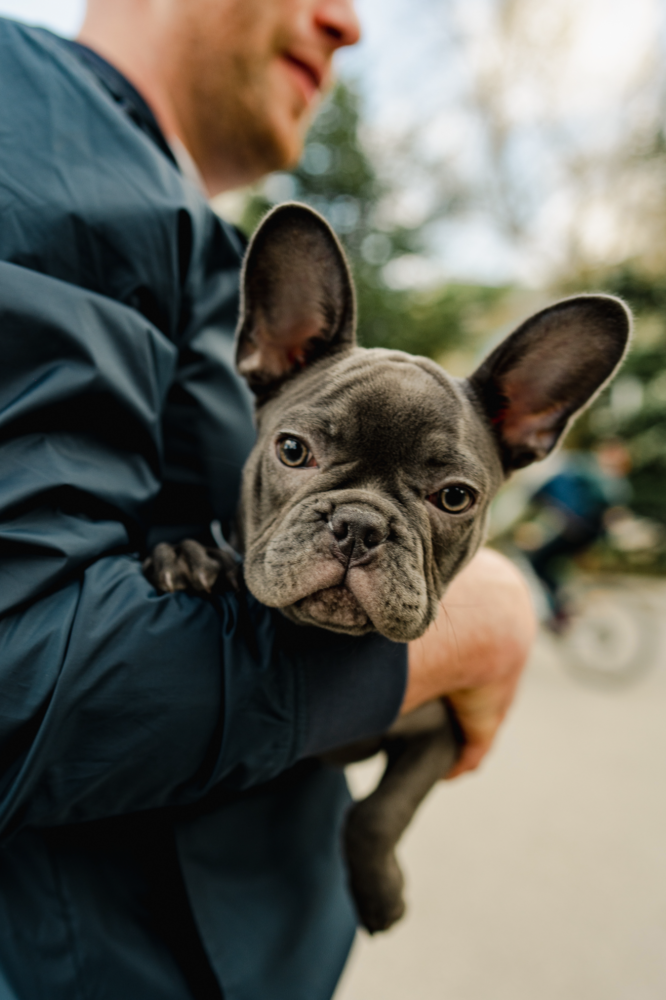 Unraveling the Charm of French Bulldogs