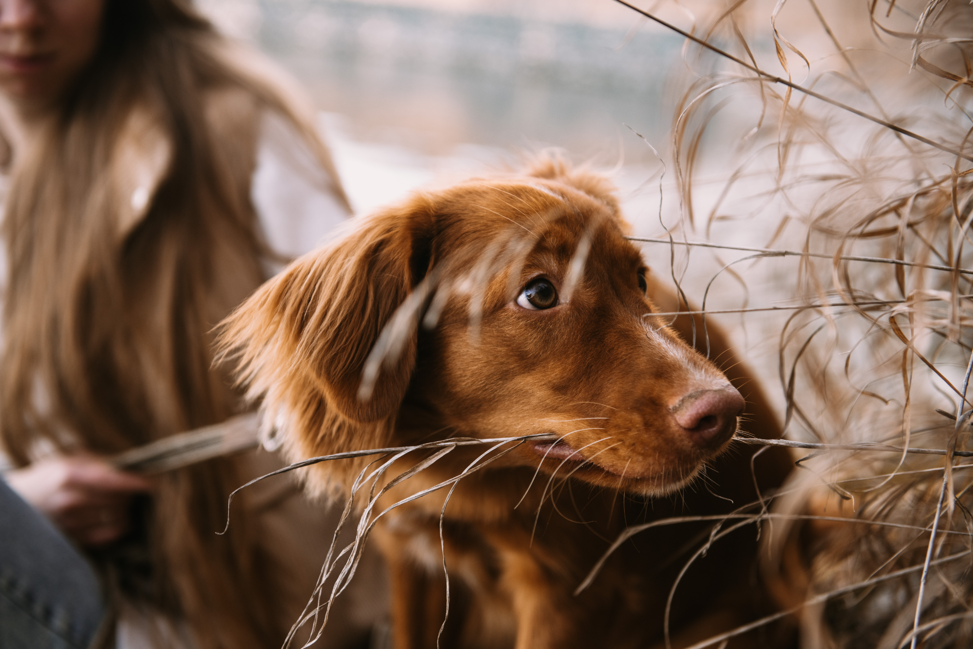 What Causes Anxiety in Dogs?