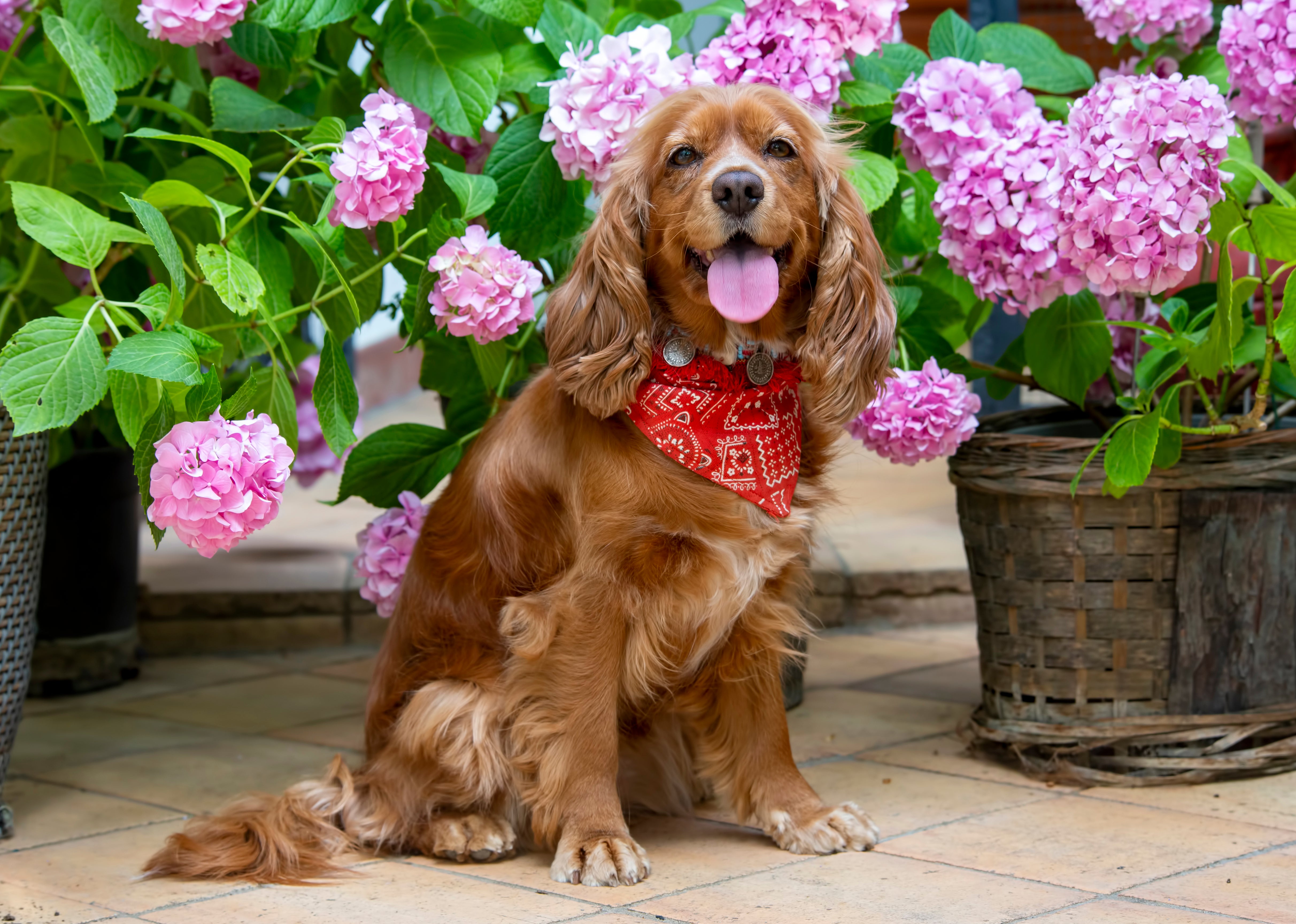 Unveiling the Charms of Cocker Spaniels: 5 Top Facts About These Beloved Companions