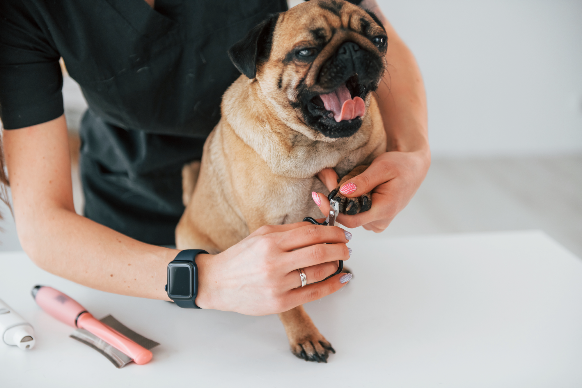 Nail Clipping: A Step-by-Step Guide for Pet Owners